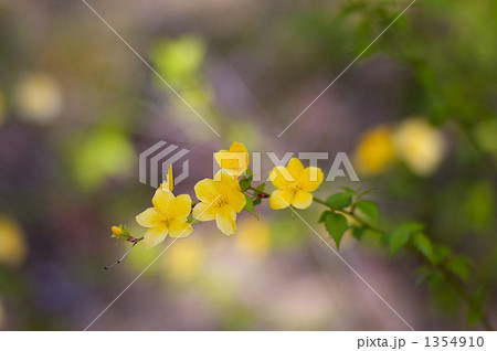 ヤマブキ 1354910