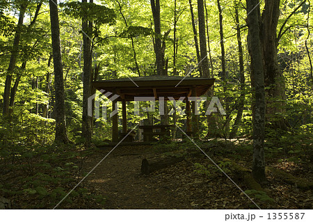 青森　白神山地　ブナ原生林 1355587