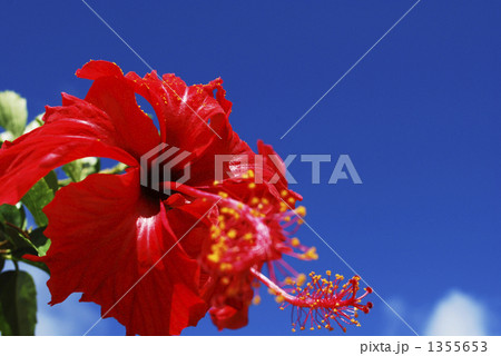 ハイビスカスと沖縄の青い空 1355653