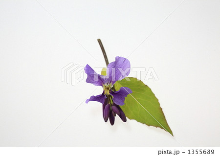 花ダイコン 花ダイコン 1355689