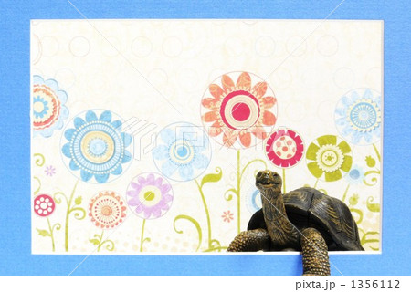 額から亀 1356112