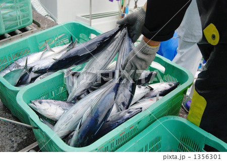 愛媛県愛南町深浦港に水揚げされたカツオ 1356301