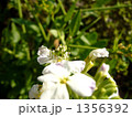 大根の花にとまるヤブキリ 1356392