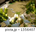 大根の花にとまるヤブキリ　part2 1356407