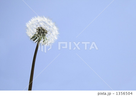 タンポポと青空　さわやかイメージ 1356504
