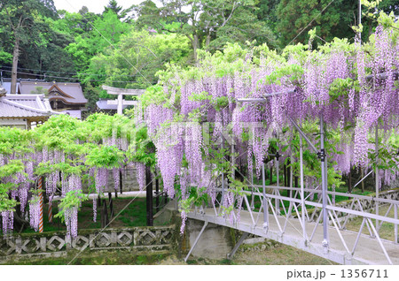 西寒多神社　フジ 1356711