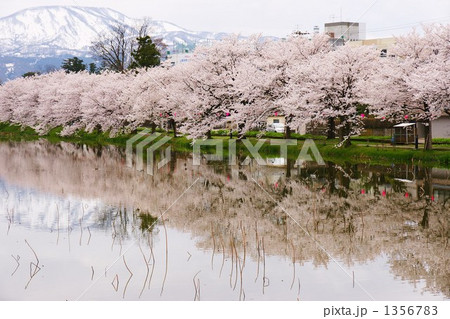 高田公園の桜 1356783