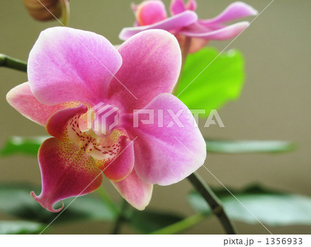 リンリンです リンリンです 1356933