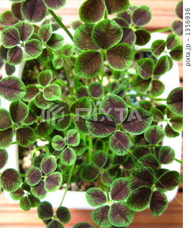 ラッキークローバー 1356936