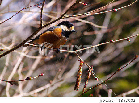 ヤマガラ 1357002