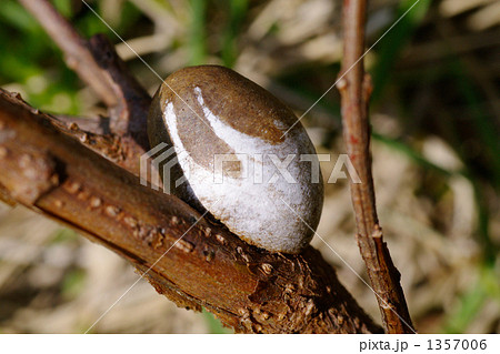 イラガの繭 1357006