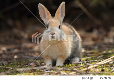 仔うた 仔うた 1357070