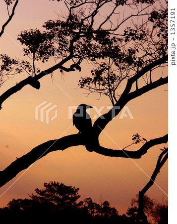 カラスのシルエット カラスのシルエット 1357191