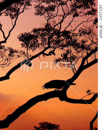 カラスのシルエット 1357197