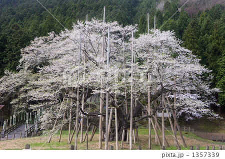 薄墨桜 1357339