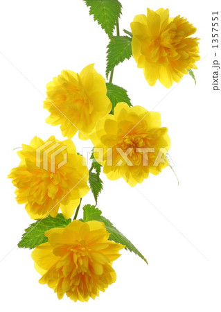 ヤエヤマブキ ヤエヤマブキ 1357551