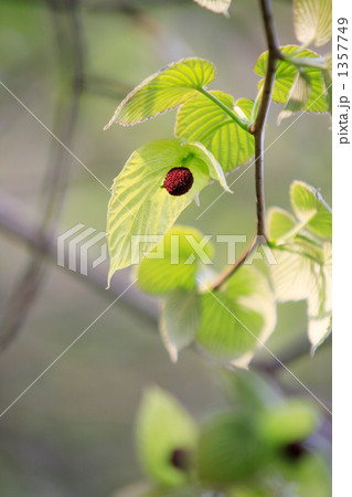 ハンカチノキの花の蕾と苞 1357749