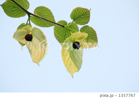 ハンカチノキの花の蕾と苞 ハンカチノキの花の蕾と苞 1357767