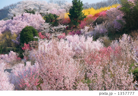 春の花見山 春の花見山 1357777