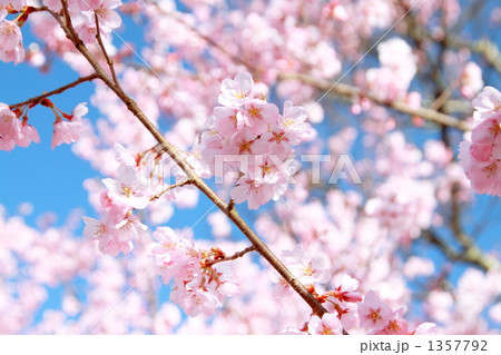 高遠城址公園の桜 1357792