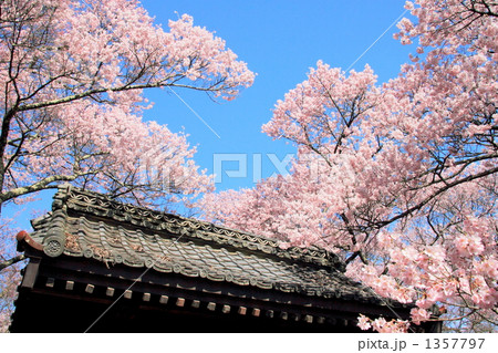 高遠城址公園の桜 1357797