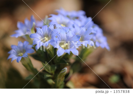 筆竜胆　～フデリンドウ～ 1357838