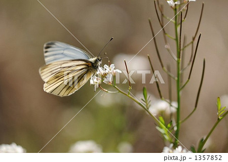 田んぼでひと休み　～スジグロシロチョウ～ 1357852