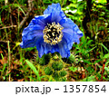 チベット高原の幻の花、青いケシ・メコノプシス・ホリドゥラ チベット高原の幻の花、青いケシ・メコノプシス・ホリドゥラ 1357854