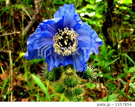 チベット高原の幻の花 青いケシ メコノプシス ホリドゥラの写真素材 1357854 Pixta