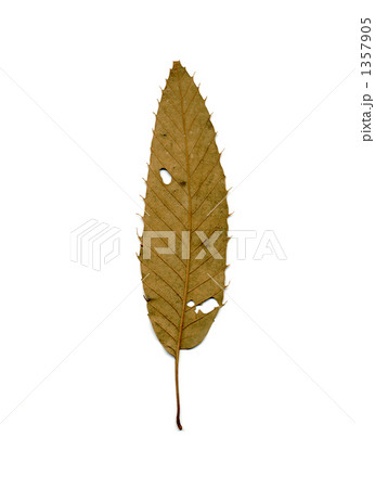 クヌギの押し葉（裏） 1357905