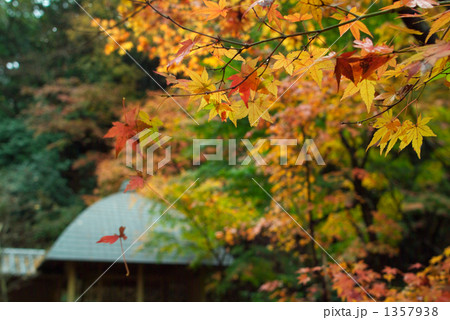 一葉散る 一葉散る 1357938
