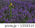 紫花菜と菜の花 1358310