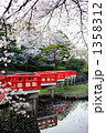 朱色の橋と桜 1358312