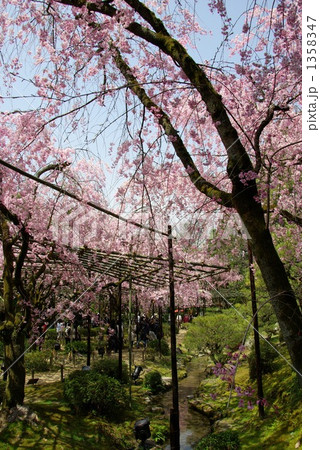 平安神宮のしだれ桜 1358347