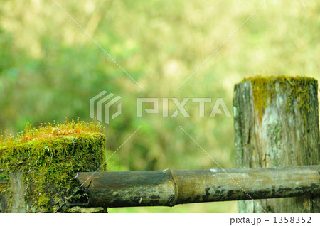 新芽と苔 1358352