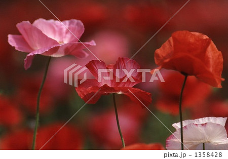 シャーレーポピー 1358428