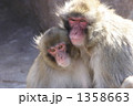 恋人通し 1358663