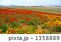 高松空港の花畑 1358889