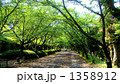 公渕公園・緑の並木道（香川県高松市） 1358912