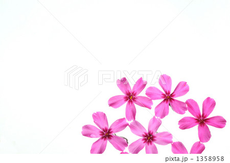 花模様 花模様 1358958