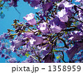 春のオーストラリア風物詩ジャカランダの花 1358959