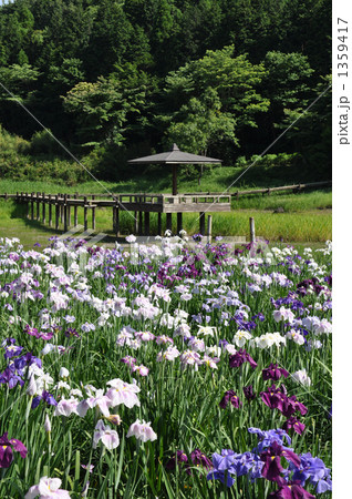 別府菖蒲園 別府菖蒲園 1359417