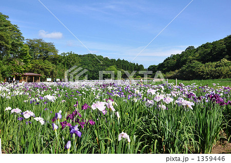別府菖蒲園 別府菖蒲園 1359446