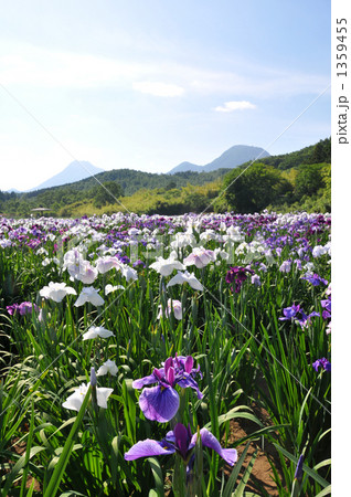 別府菖蒲園 別府菖蒲園 1359455