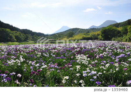別府菖蒲園 別府菖蒲園 1359460