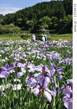 別府菖蒲園 別府菖蒲園 1359470