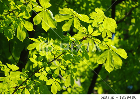 マロニエの若葉 1359486
