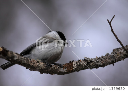 ハシブトガラ 1359620