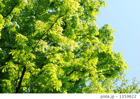 マロニエの若葉 1359622