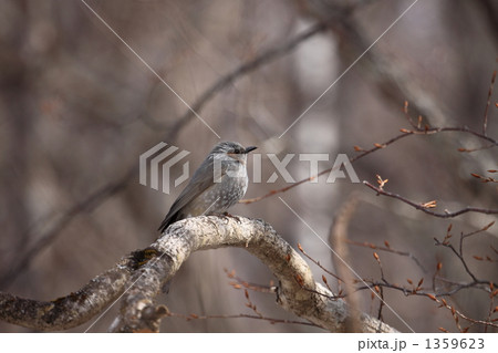 ヒヨドリ 1359623